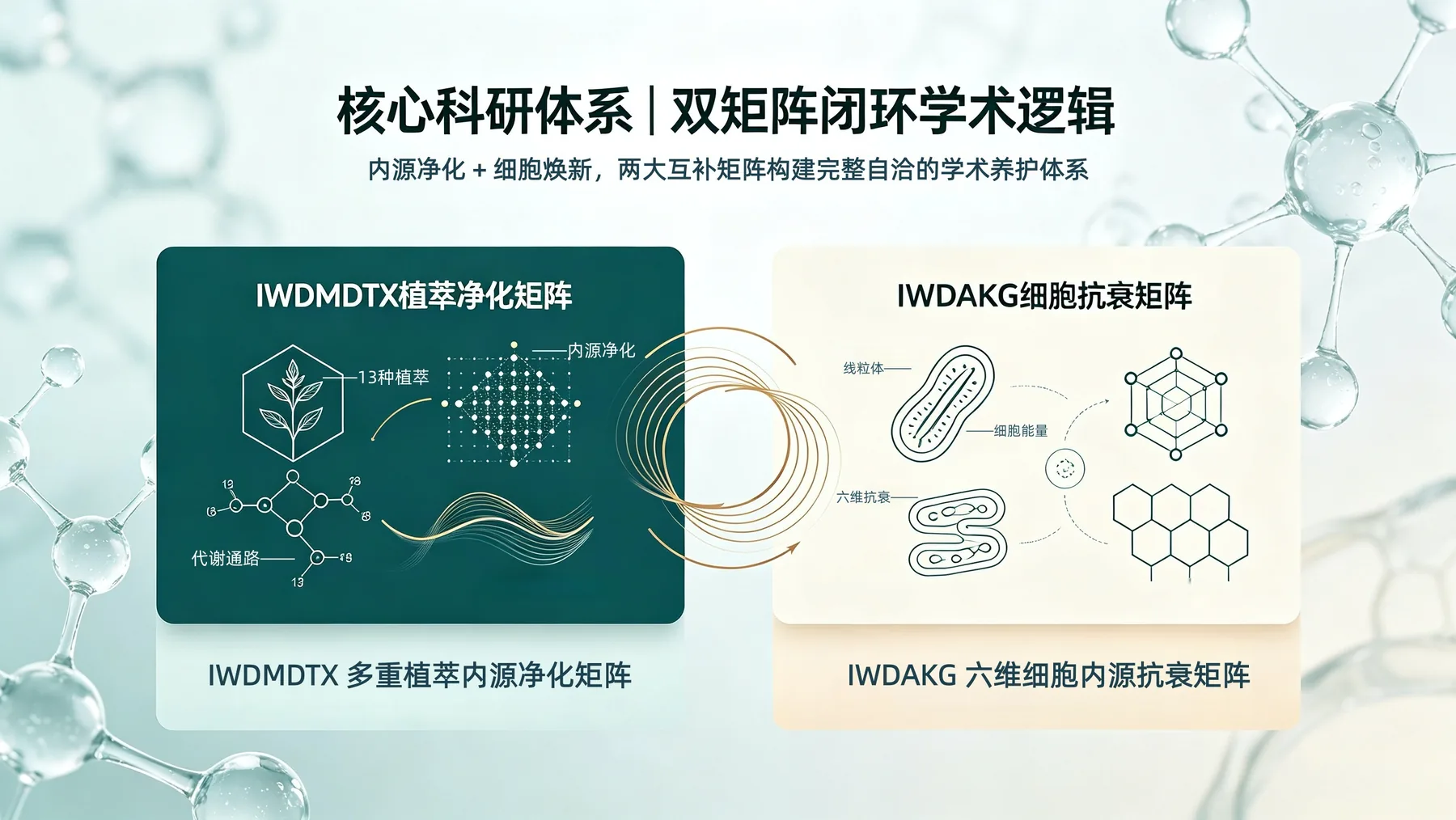 双矩阵闭环科研体系：内源净化与细胞焕新